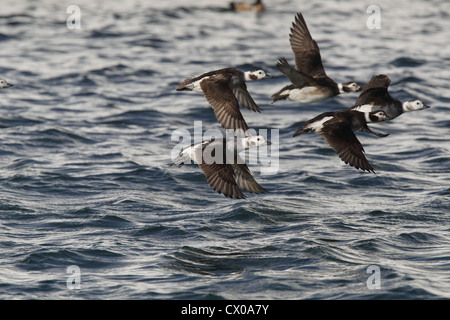 Long-tailed Duck / Harelde kakawi Clangula hyemalis Banque D'Images