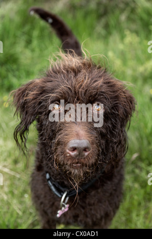 Close-up of a labradoodle chien looking up Banque D'Images