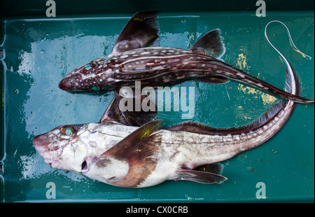 Dark Ghost requins (Hydrolagus novaezelandiae) Banque D'Images