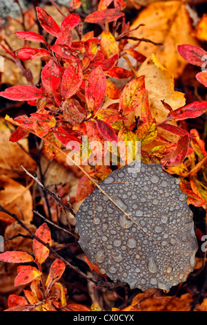 Feuilles d'automne tombées avec les gouttes de pluie, le Grand Sudbury, Ontario, Canada Banque D'Images