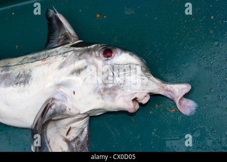 Elephantfish (Callorhinchus milii :). Banque D'Images