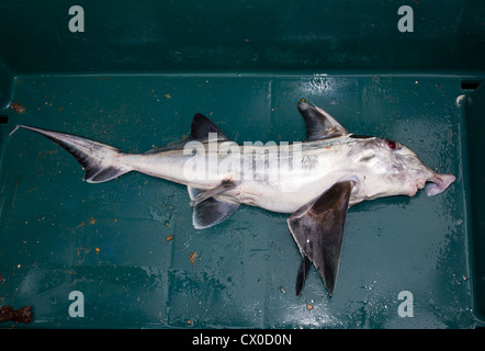 Elephantfish (Callorhinchus milii :). Banque D'Images