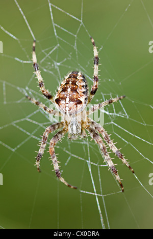 Jardin Araignée Araneus diadematus Banque D'Images