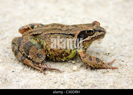 Grenouille Rousse Rana temporaria Banque D'Images