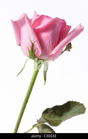 Rose rose sur fond blanc Banque D'Images