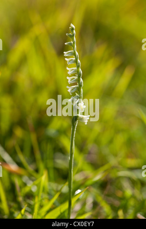 Gant d'Orchidée Spiranthe d'automne, Spiranthes spiralis, court de plus en plus de la tourbe des North Downs, Surrey, UK. En août. Banque D'Images