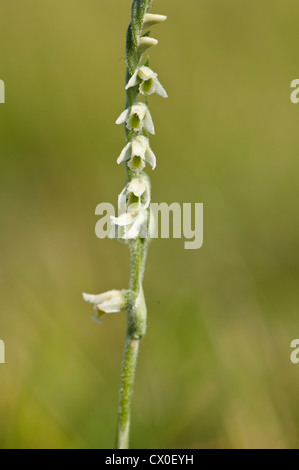 Gant d'Orchidée Spiranthe d'automne, Spiranthes spiralis, court de plus en plus de la tourbe des North Downs, Surrey, UK. En août. Banque D'Images