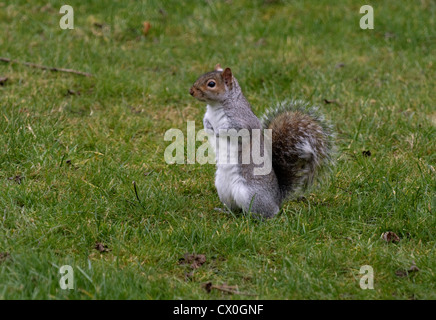 Image d'un écureuil gris debout sur ses pattes c'est dans le jardin en regardant autour. Banque D'Images