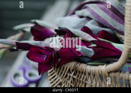 De couleur prune bugundy tendue, dans un panier, avec les ciseaux et le foulard sur la table en bois Banque D'Images