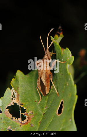 Bug Dock (Coreus marginatus) sur une feuille Banque D'Images