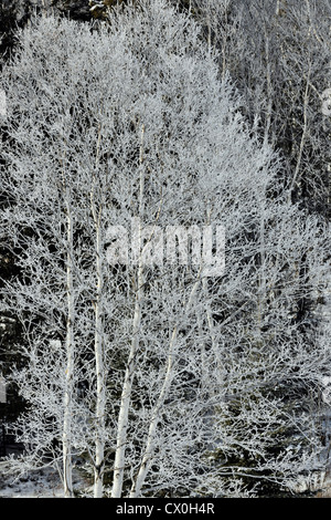 Frosted le bouleau blanc (Betula papyrifera) dans la vallée du ruisseau Junction, Grand Sudbury, Ontario, Canada Banque D'Images