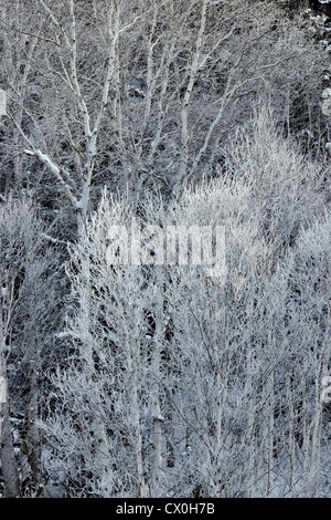 Frosted le bouleau blanc (Betula papyrifera) dans la vallée du ruisseau Junction, Grand Sudbury, Ontario, Canada Banque D'Images