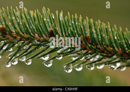 Les aiguilles de l'épinette blanche (Picea glauca) avec des gouttes de pluie, le Grand Sudbury, Ontario, Canada Banque D'Images