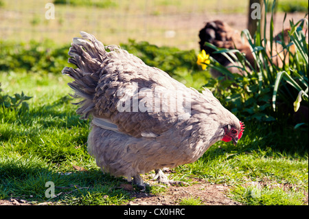 Poule Orpington lavande à la recherche de nourriture, l'arrière-plan n'est pas mise au point, l'or Brahma poule Bantam en arrière-plan n'est pas mise au point Banque D'Images