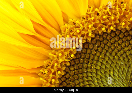 Close up du tournesol (Helianthus annuus) Banque D'Images