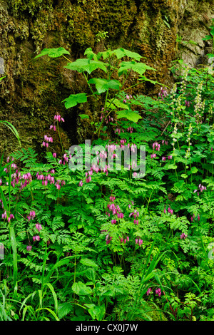 Au coeur de l'Ouest (Dicentra formosa) près de Latourelle Falls, Columbia Gorge National Scenic Area, Oregon, USA Banque D'Images