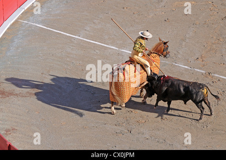 Picador monté sur l'protégés par des lances Pelo bull en arène romaine amphithéâtre ou à Arles France en corrida Corrida Banque D'Images