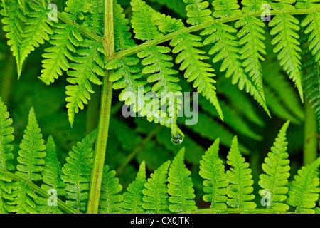 Lady fern (Althyrium felix-femina) frondes avec gouttes, Olympic National Park, Washington, USA Banque D'Images