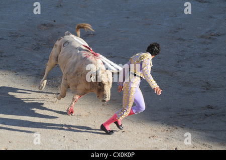 Matador exécutant d'échapper à la charge bull en corrida Corrida dans l'arène romaine Arles France Banque D'Images