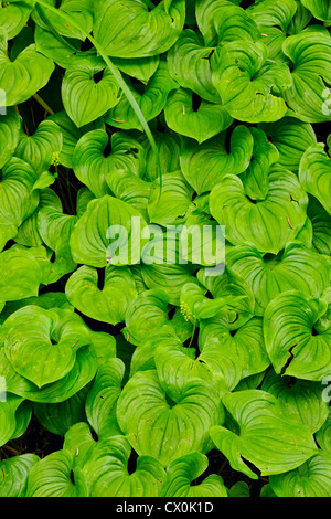 Faux le muguet, snakeberry (Maianthemum dilatatum), feuilles, Olympic National Park, Washington, USA Banque D'Images