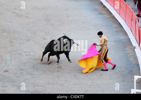 Angry black bull cape de charge de Matador corrida Corrida dans l'arène romaine Arles France Banque D'Images