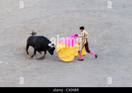 Angry black bull cape de charge de Matador corrida Corrida dans l'arène romaine Arles France Banque D'Images