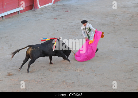 Angry black bull cape de charge de Matador corrida Corrida dans l'arène romaine Arles France Banque D'Images