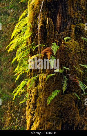 L'érable (Acer macrophyllum) tronc d'arbre avec épiphytes, Olympic National Park, Hoh Rainforest, Washington, États-Unis Banque D'Images