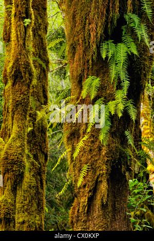 L'érable (Acer macrophyllum) tronc d'arbre avec épiphytes, Olympic National Park, Hoh Rainforest, Washington, États-Unis Banque D'Images