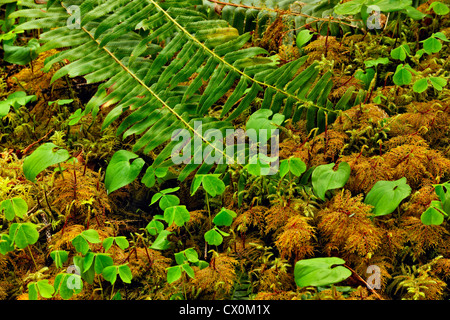 Faux le muguet (Maianthemum dilatatum) sur le sol de la forêt avec des frondes de fougère épée sword fern (Polystichum munitum), Jeux Olympiques Banque D'Images