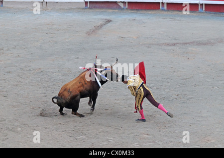 Matador blessé touche le nez de bull avec sa tête au dernier stade de corrida Corrida dans l'arène romaine Arles France Banque D'Images