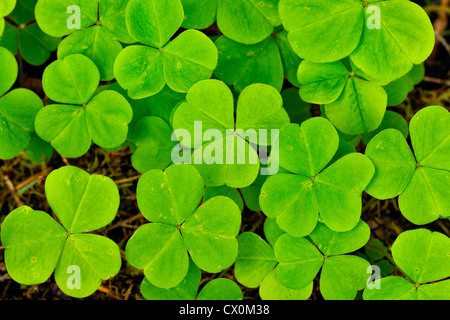 Bois Rouge (oseille Oxalis oregana), Olympic National Park, Hoh Rainforest, Washington, États-Unis Banque D'Images