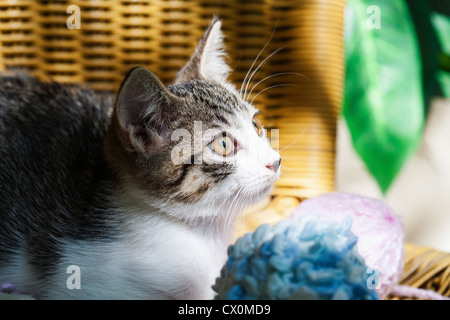 Un chaton fatigué reposant sur une chaise en osier après avoir joué avec une balle de laine Banque D'Images