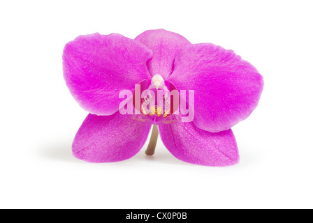 Rose Fleur d'orchidées isolated on white Banque D'Images