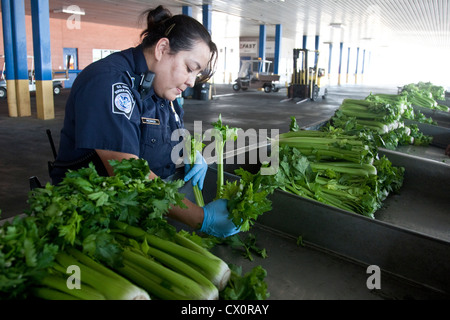 Pour les spécialistes de l'agriculture femme U.S Customs and Border Protection, inspection des boîtes de céleri entrée en provenance du Mexique Banque D'Images