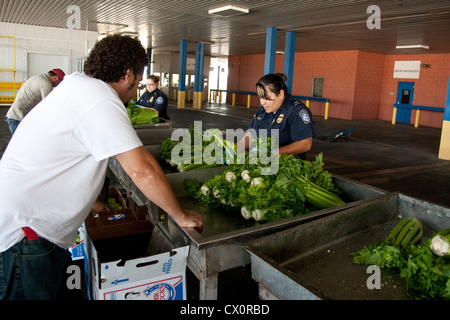 Pour les spécialistes de l'agriculture femme U.S Customs and Border Protection, inspection des boîtes de céleri entrée en provenance du Mexique Banque D'Images