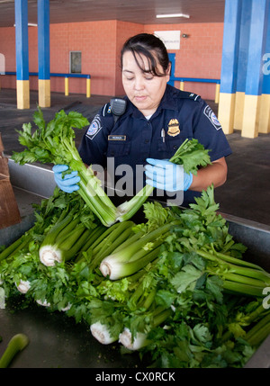 Pour les spécialistes de l'agriculture femme U.S Customs and Border Protection, inspection des boîtes de céleri entrée en provenance du Mexique Banque D'Images
