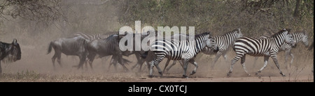 Des zèbres et des gnous pendant la Grande Migration dans le Parc National du Serengeti, Tanzanie. Banque D'Images