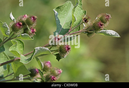 Plante en fleurs Bur Banque D'Images