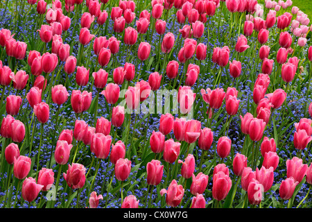 Les Butchart Gardens au printemps- Tulipes et myosotis dans le jardin en contrebas, Victoria, Colombie-Britannique, Canada Banque D'Images