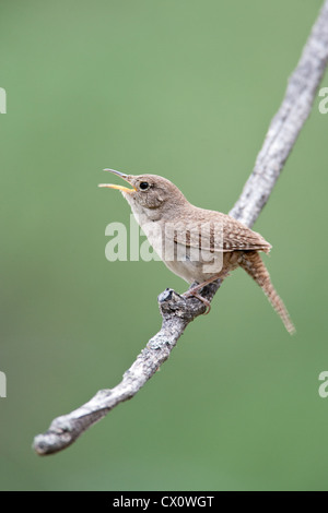 Maison Wren chant oiseau songbird vertical Banque D'Images