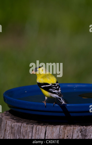 Chardonneret jaune mâle perché sur un bain d'oiseaux Banque D'Images