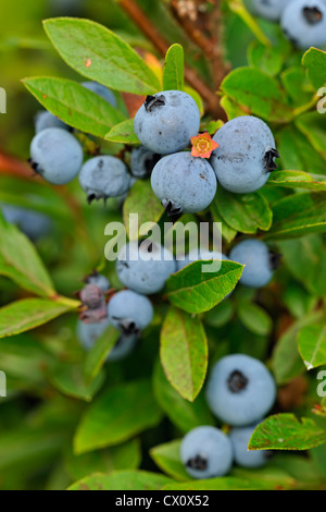 Le bleuet (Vaccinium angustifolium) baies mûres dans une récolte exceptionnelle, Grand Sudbury, Ontario, Canada Banque D'Images