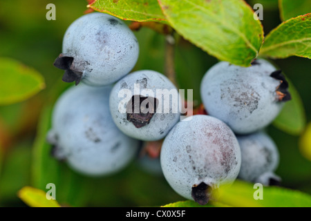 Le bleuet (Vaccinium angustifolium) baies mûres dans une récolte exceptionnelle, Grand Sudbury, Ontario, Canada Banque D'Images