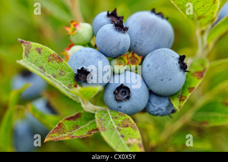 Le bleuet (Vaccinium angustifolium) baies mûres dans une récolte exceptionnelle, Grand Sudbury, Ontario, Canada Banque D'Images