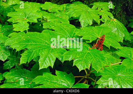 L'aralie baies (Oplopanax horridus feuilles) Le Parc National du Mont Revelstoke, British Columbia, Canada Banque D'Images