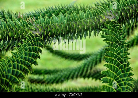 Détail d'un arbre monkey puzzle (Araucaria araucana). Originaire de l'Amérique du Sud à Port McNeil Harbour, Port McNeil, BC, Canada Banque D'Images