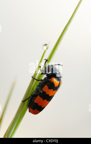 Blister beetle toxiques avec des noir et rouge coloration d'avertissement sur un brin d'herbe au petit matin Banque D'Images