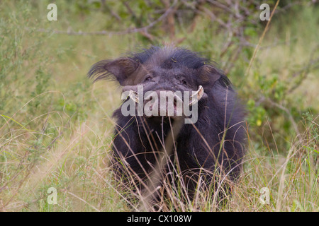 Forêt géant du porc (Hylochoerus meinertzhageni), Parc national Queen Elizabeth, en Ouganda Banque D'Images