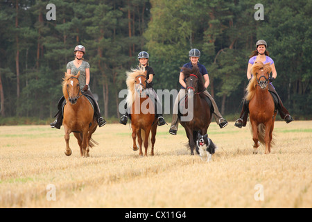 Femme manèges chevaux Islandais Banque D'Images